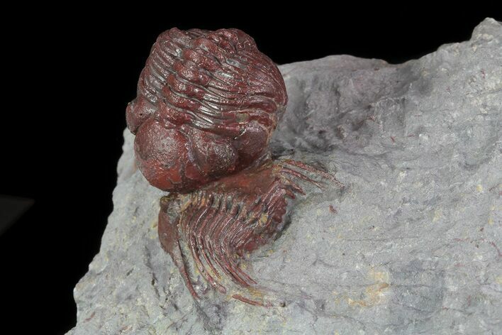 Red Barrandeops On Leonaspis Trilobite - Hmar Laghdad, Morocco #71620